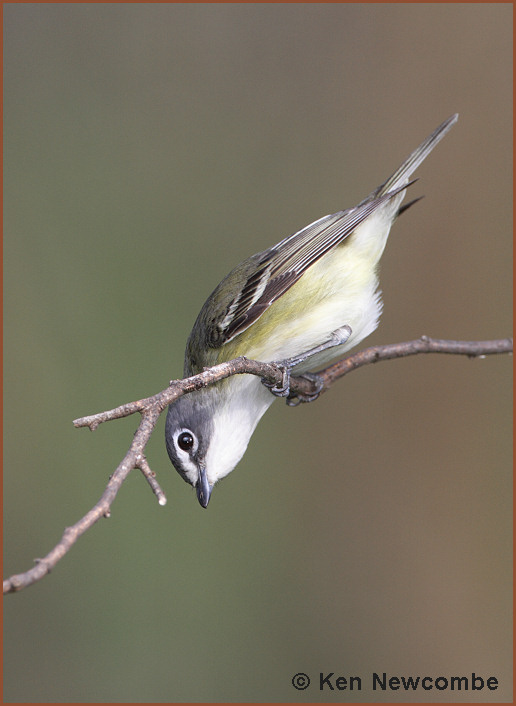 Blue-headed Vireo